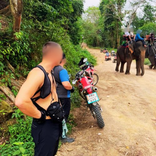 Elephants